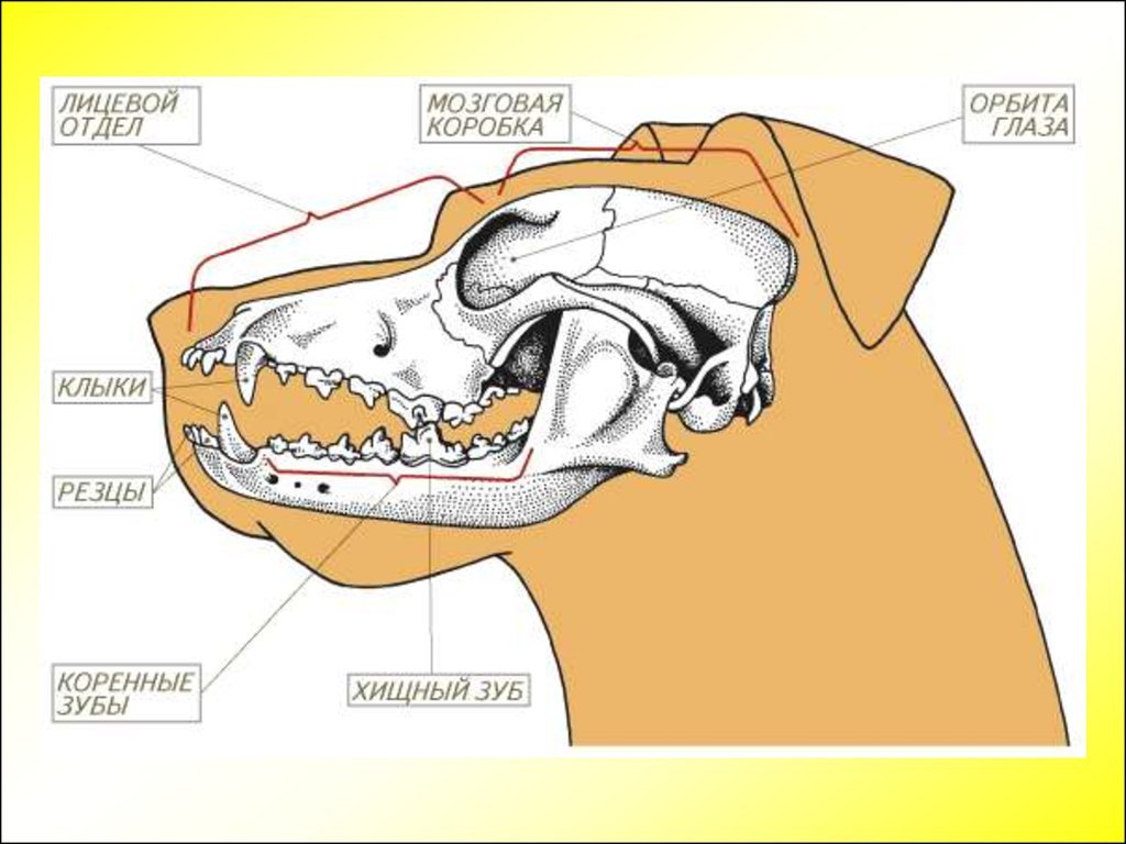 Какие зубы у млекопитающих дифференцированы. Строение зубов хищных млекопитающих. Зубная система хищных млекопитающих. Млекопитающие строение череп зубы. Строение черепа хищных млекопитающих.