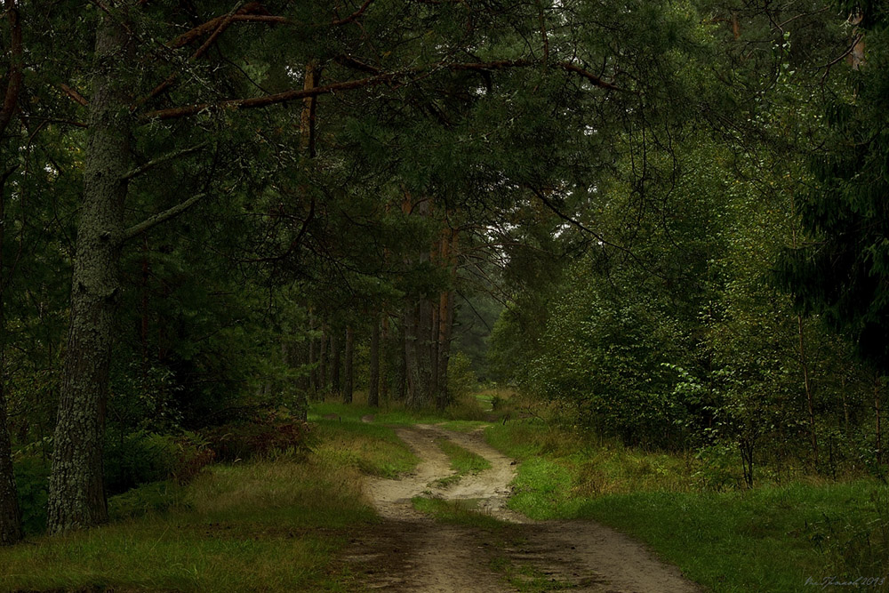 Лес в нижнем. Керженский заповедник лес. Семеновские леса Нижний Новгород. Темный лес Великий Новгород.