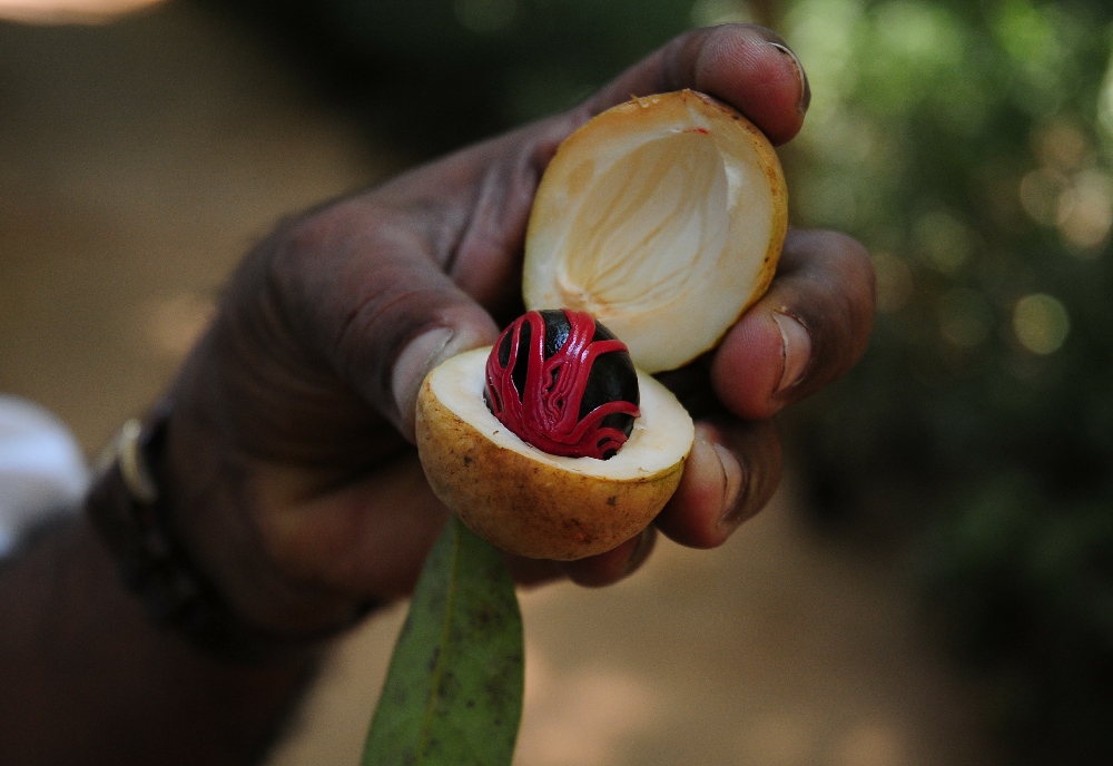 Растения шри ланки. Шри-Ланка фрукты. Маракуйя Шри Ланка. Манго Шри Ланка. Лонган Шри-Ланка.