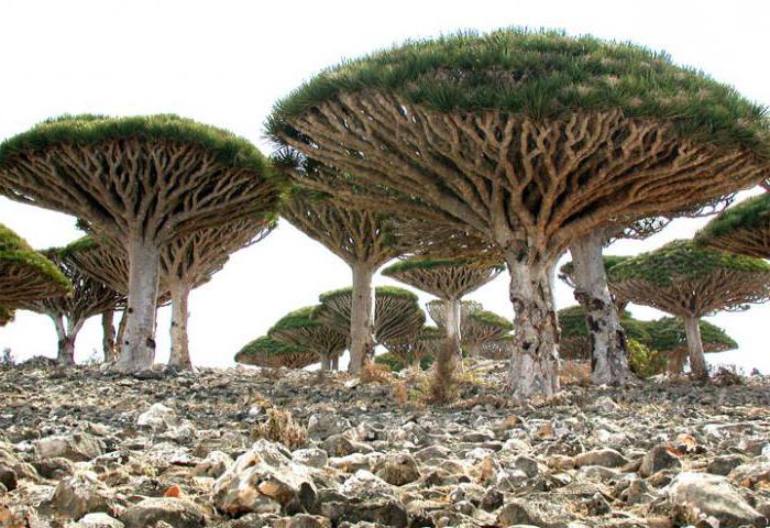Остров Сокотра Йемен