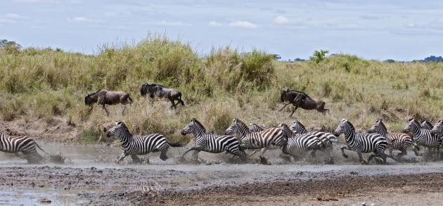 Туры в Танзанию - это соприкосновение с миром дикой природы и море экзотических приключений, от которых даже 