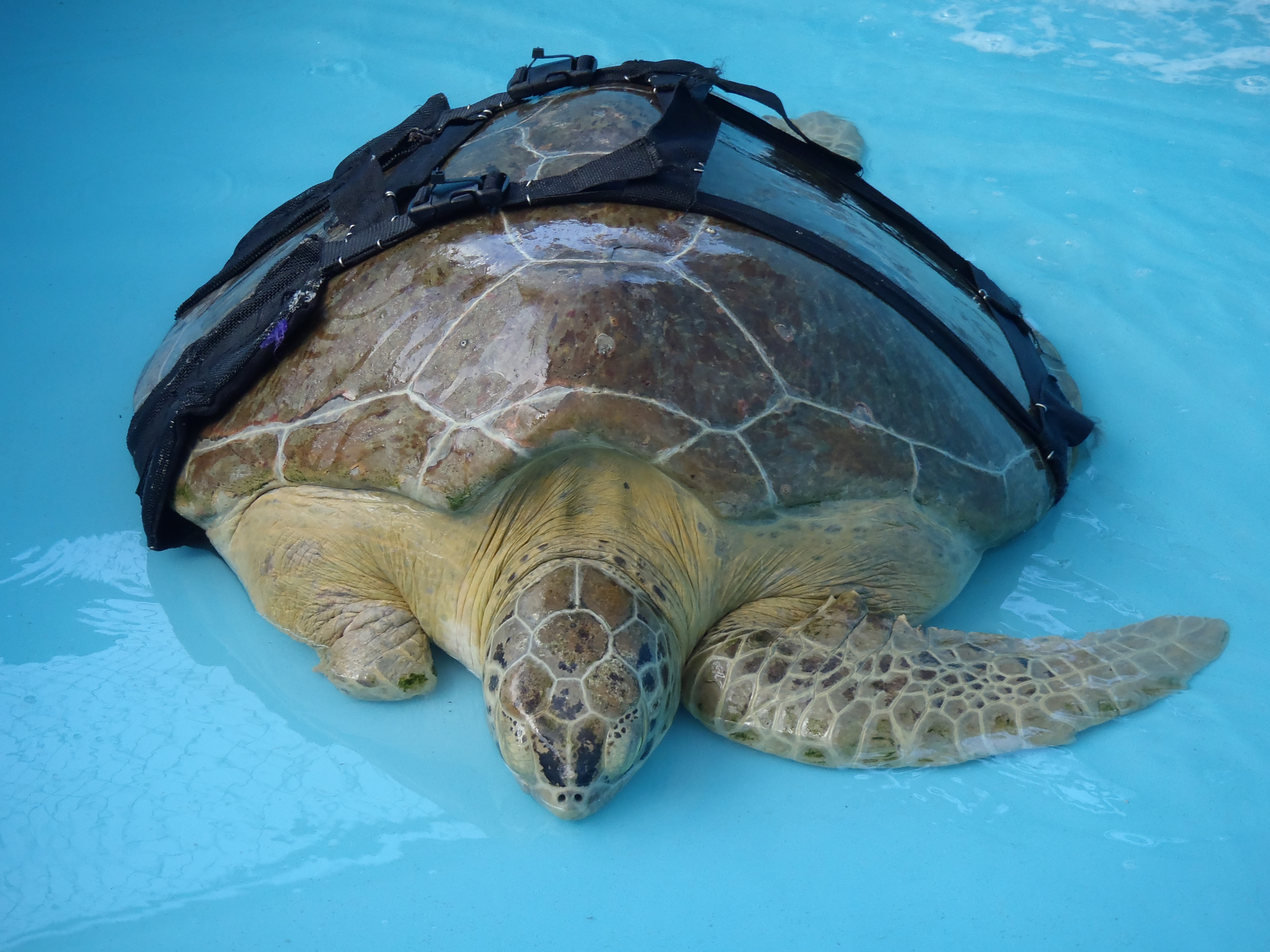 Страховка за границу черепаха. Панцирь морской черепахи. FUNWATER морская черепаха. Морская черепаха без панциря. Голова морской черепахи.