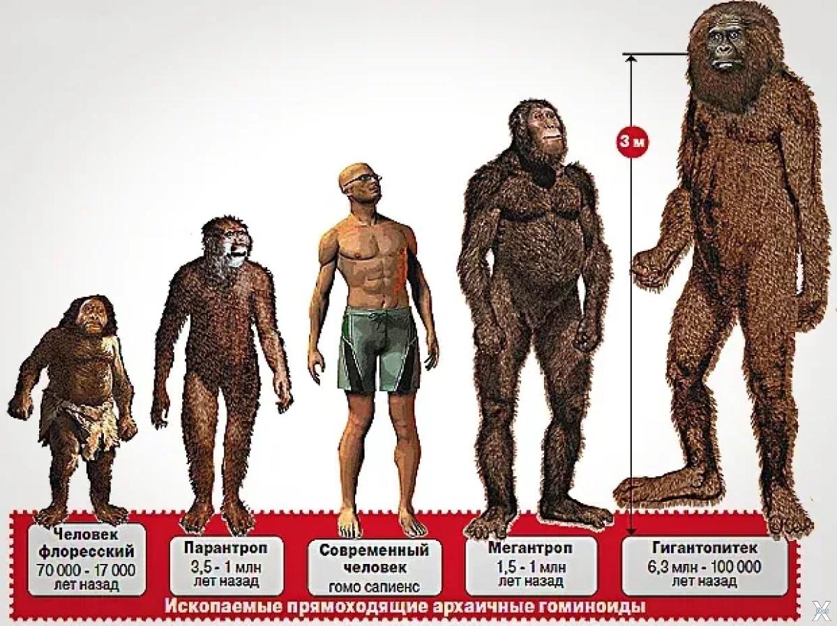 Правда что раньше люди. Человек флоресский и Гигантопитек. Гигантопитек Йети. Мегантропы и гигантопитеки. Гигантопитек Размеры.