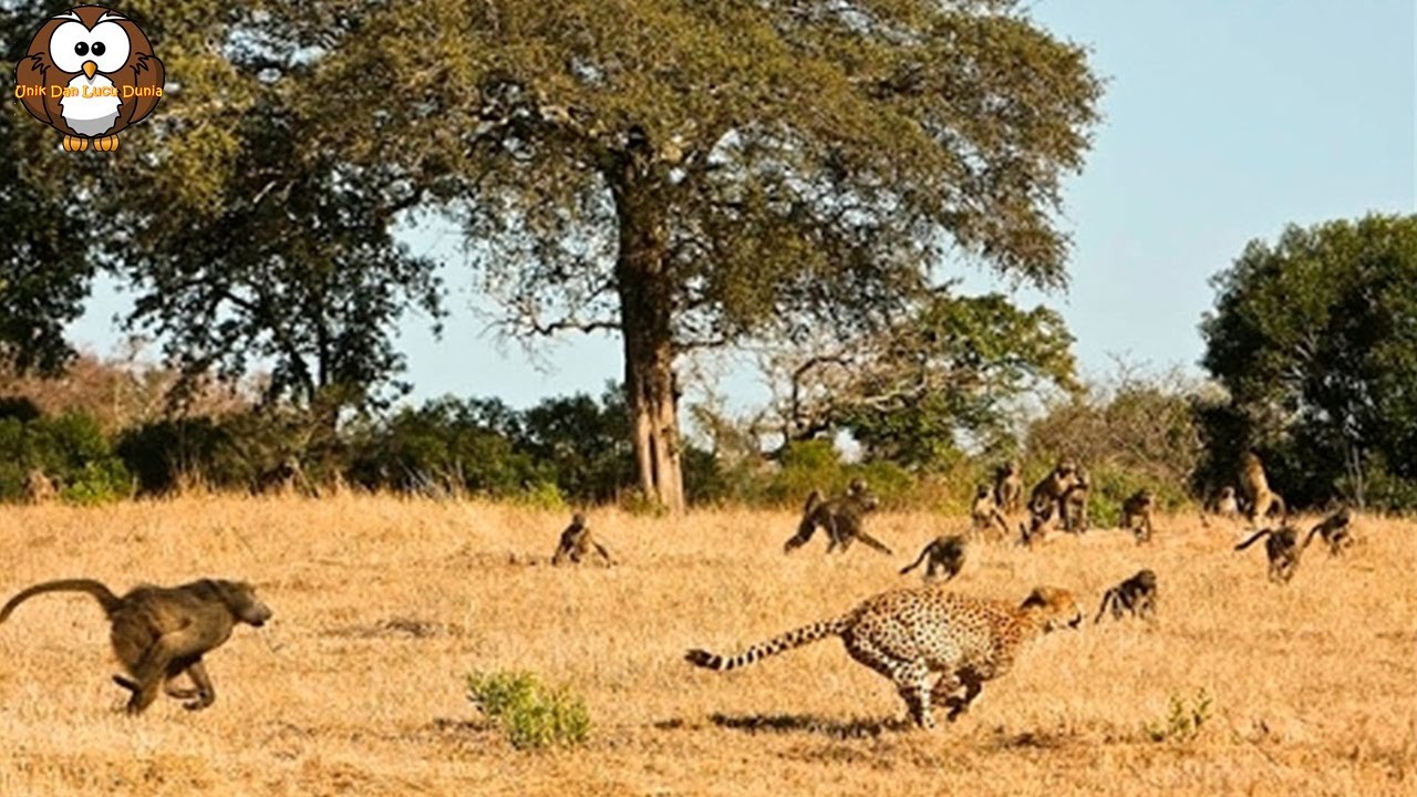 Dangerous wild animals. Павиан Серенгети. Павиан и леопард. Павианы против леопарда. Бабуин против леопарда.