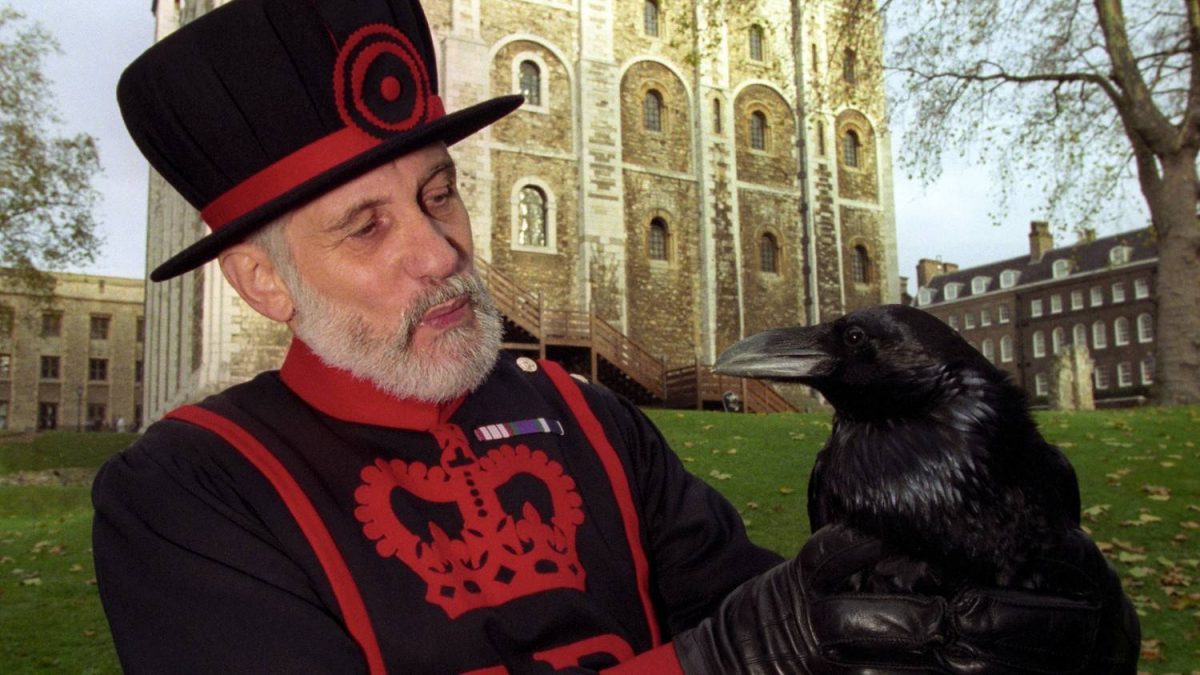 The tower of london legend. Тауэр бифитеры вороны. Вороны в Тауэре в Лондоне. Tower of London вороны. Тауэр в Лондоне вороны бифитеры.