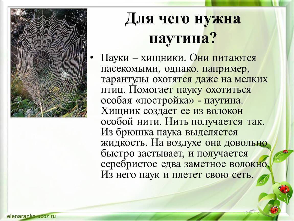 Значение пауков. Для чего нужна паутина. Для чего пауки плетут паутину. Почему пауки плетут паутину. Интересные факты о паутине.