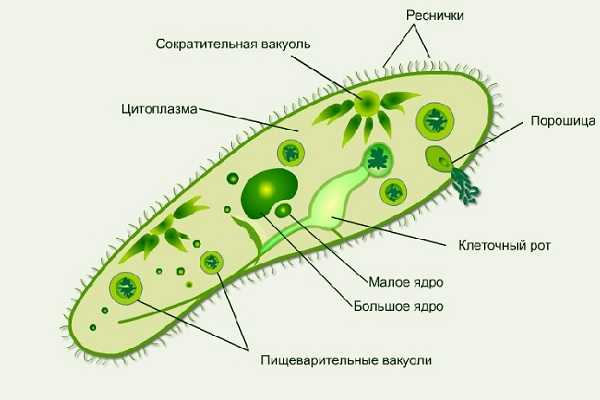 Картинки строение простейших