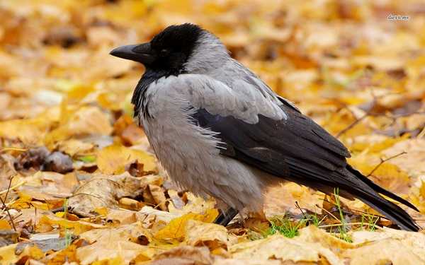Птицы Подмосковья Фото С Названиями Осенью