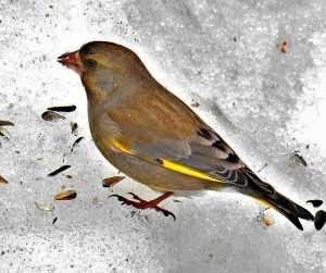 Птицы Подмосковья Зимой Фото